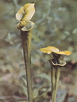 Although many plants close their leaves before a downpour, the pitcher plants open wide.